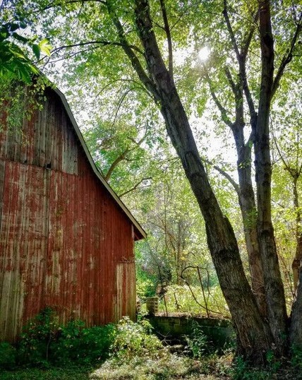 A rustic red barn nestled amidst a lush green forest, surrounded by sprawling branches and dappled sunlight. The weathered wooden boards of the barn exude a warm, inviting charm, hinting at the stories it could tell.