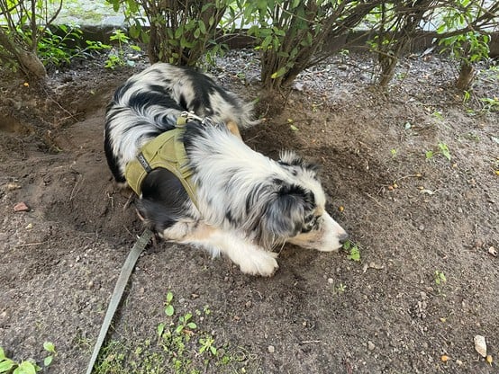 Das Bild zeigt einen erdigen Boden, ein Hund liegt auf einer leicht aufgescharrten Stelle. Dahinter stehen Büsche.