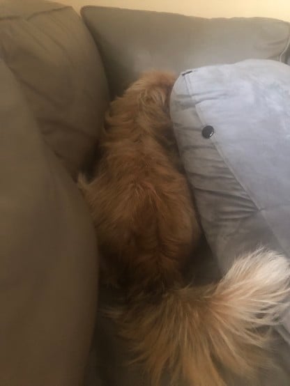 A fluffy, light tan dog is laying facing away from the camera, her length nestled between two pillows of different grey colors. Her tail is closest to the camera and looks very fluffy and get-able. 