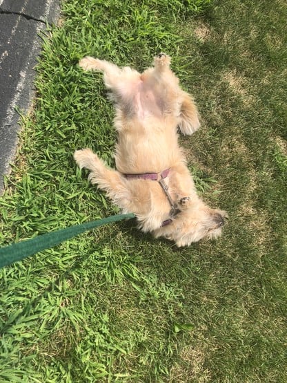 A light tan dog lays on her back on the grass, her limbs flailing. 