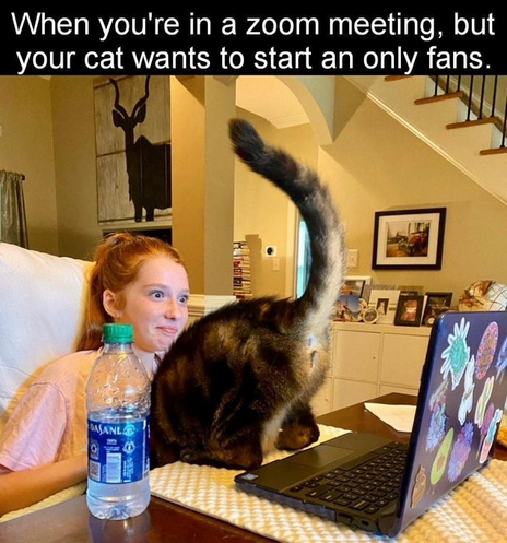 A woman on a laptop computer looking at the screen. A cat standing on the keyboard with its butt pointed at the camera.

Text: When you're in a Zoom meeting, but your cat wants to start and only fans.