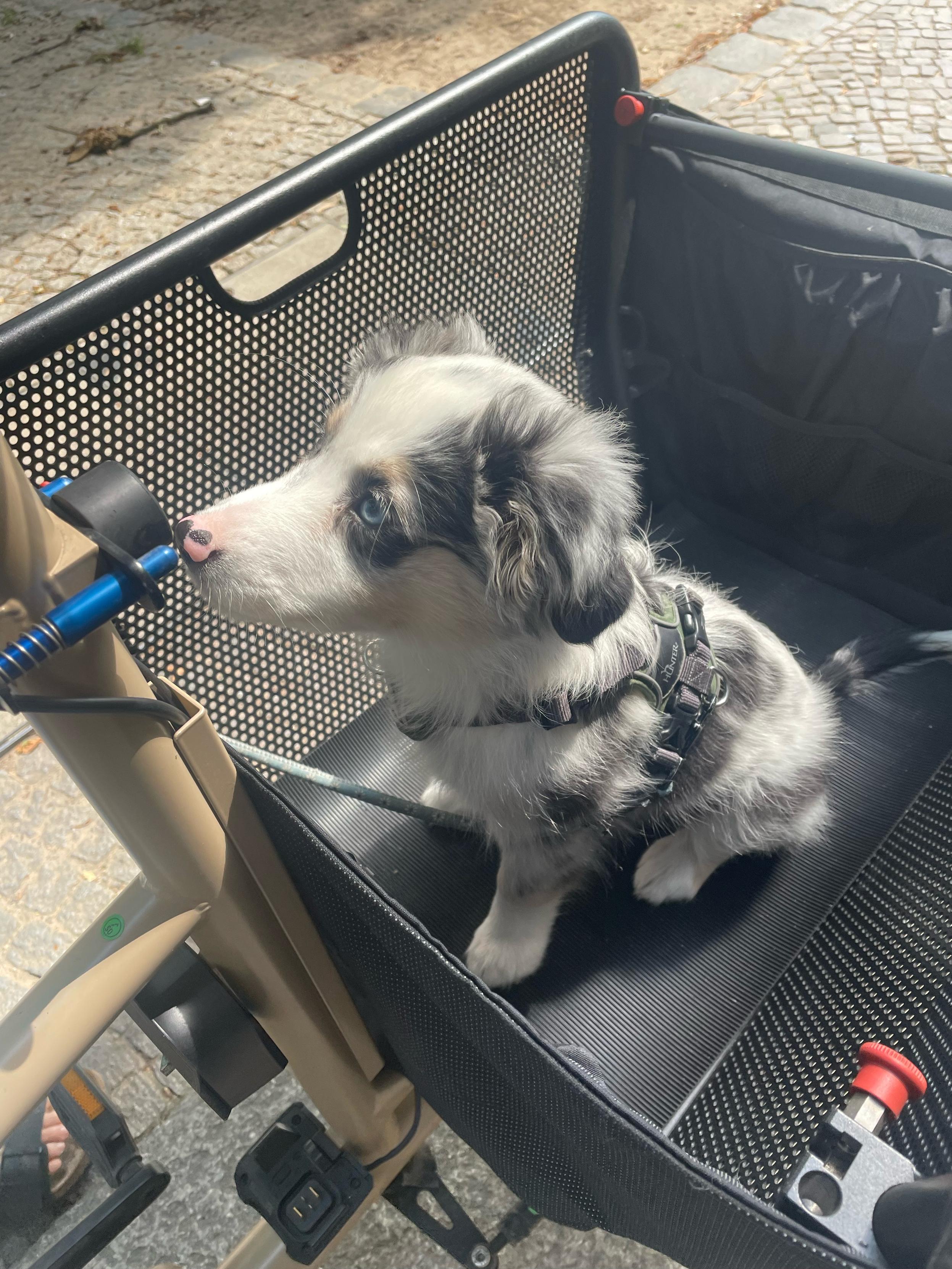Maja sitzt im Korb des Mulis und guckt in Richtung Fahrradlenker