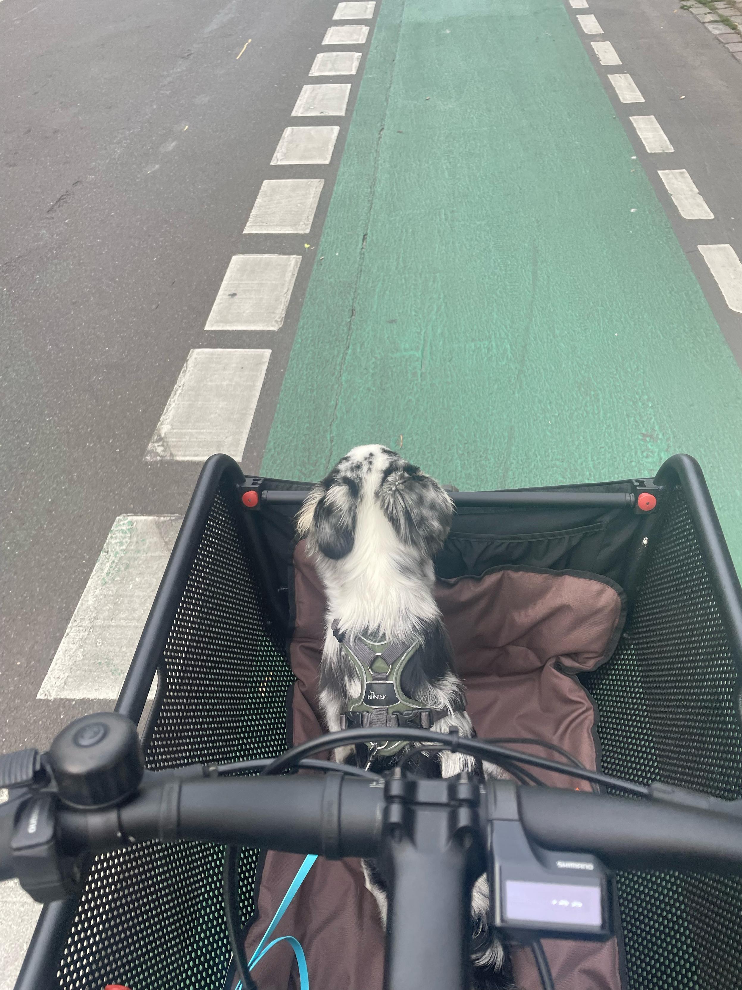 Maja sitzt im Korb des Mulis, sie guckt in Fahrtrichtung, vor ihr sieht man einen Fahrradweg